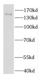 EDRF1 antibody