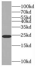 RAB6A antibody