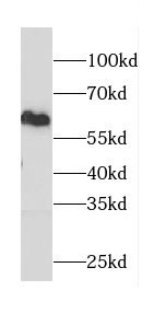 CAMKV antibody