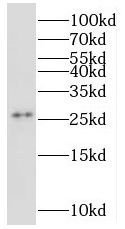 MRPS34 antibody