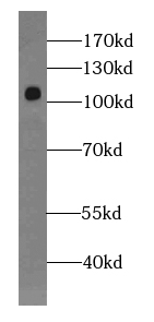 MIS18A antibody