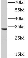 PYCR2 antibody