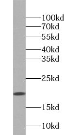 UBL4A antibody