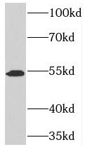 TOM1 antibody