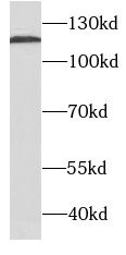 SDC1 antibody