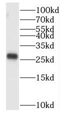 COPS9 antibody