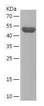 Recombinant Human ECH1