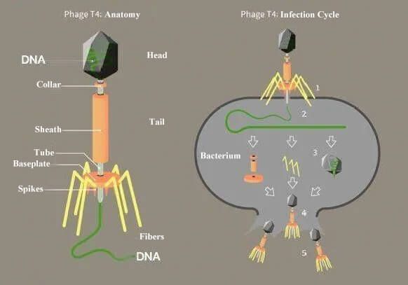 How to Prevent Lab Phage
