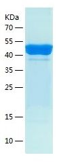Recombinant Human GPR50