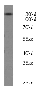 KCNB1-Specific antibody