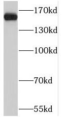 PTPRJ antibody