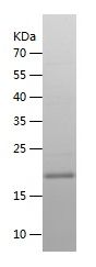 Recombinant Mouse VEGF-D