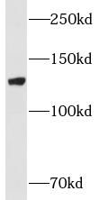 MPRIP antibody