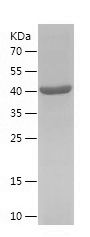 Recombinant Human IFT81