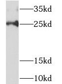 NDUFAF2 antibody