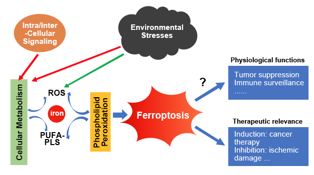 Ferroptosis
